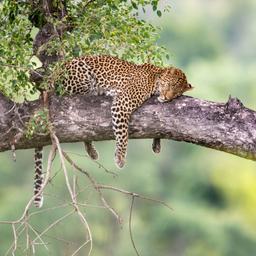 afrika-safari-leopard-g-686646364.jpg