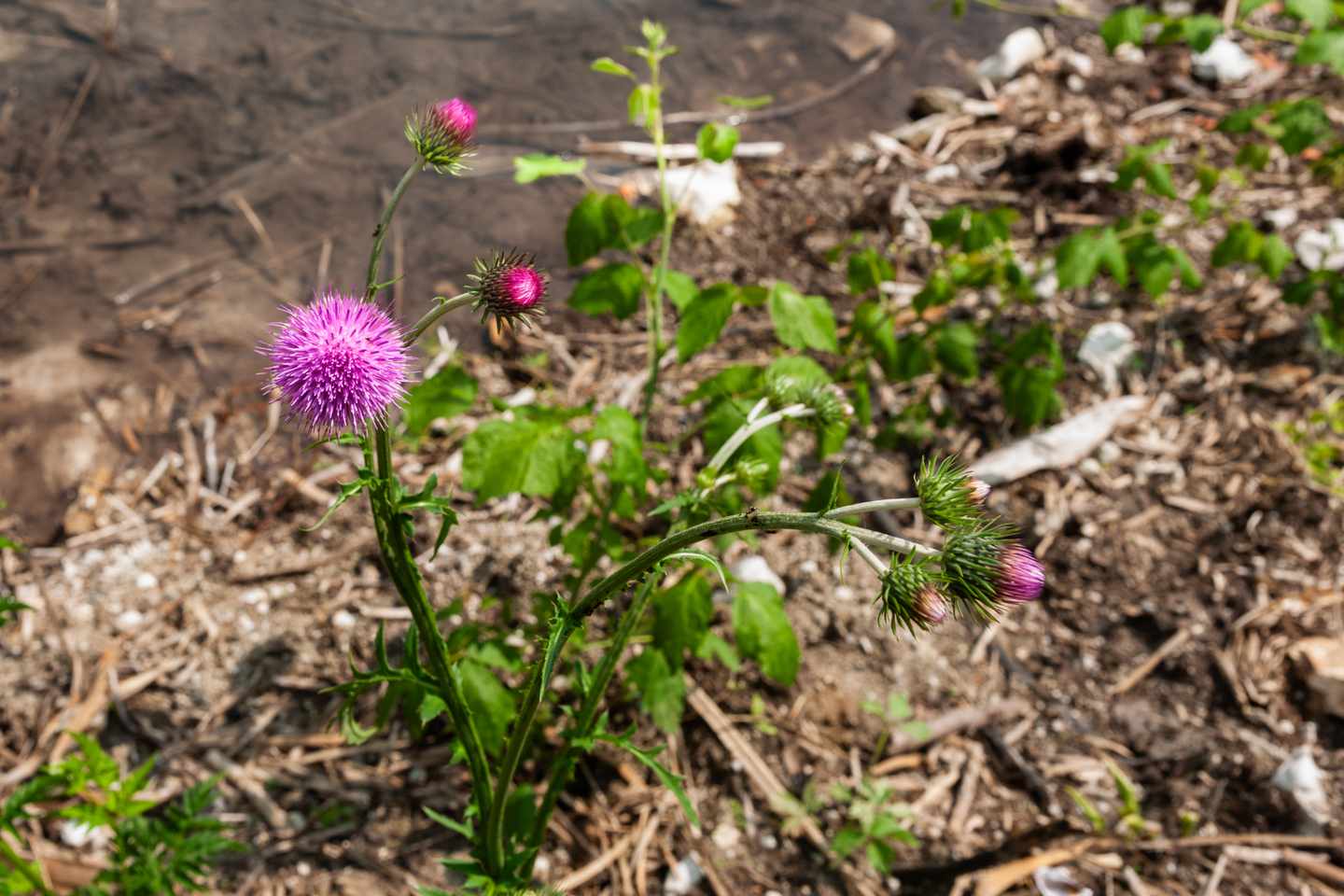 kroatien-plitvicer-seen-blume-g-2121238255.jpg