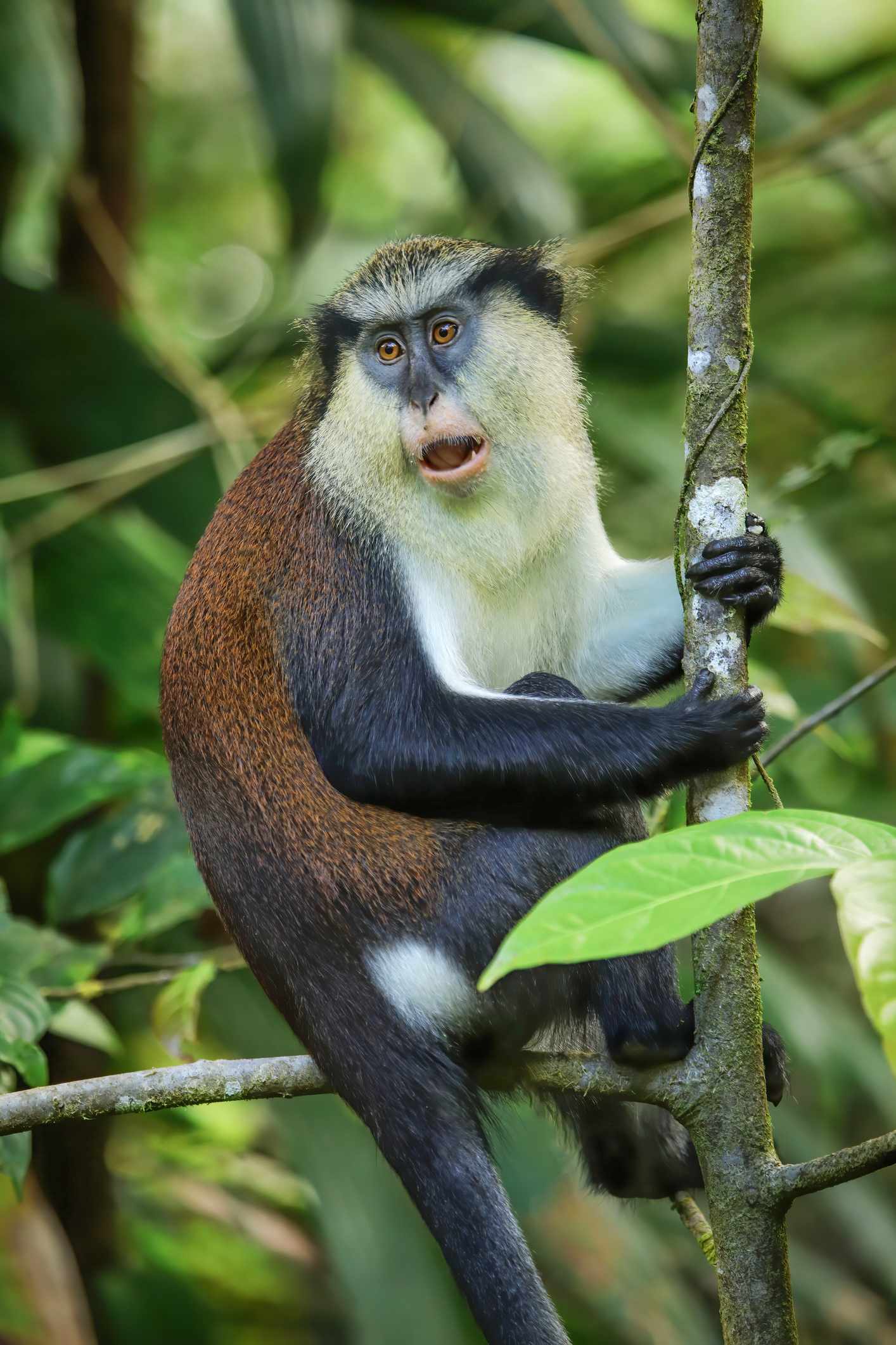 bltdf5377e1333b64b5-grenada-etang-national-park-mona-affe-g-1372070372.jpg Mona Affe im Etang Nationalpark auf Grenada