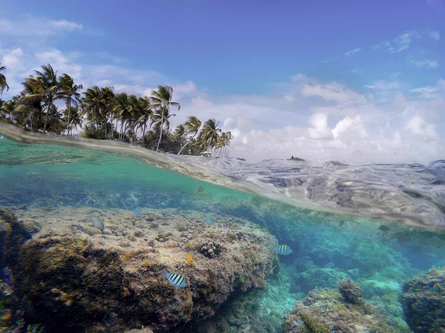 karibik-guadeloupe-unterwasser-ueberwasser-palmen-la-caravelle-g-1206480195.jpg