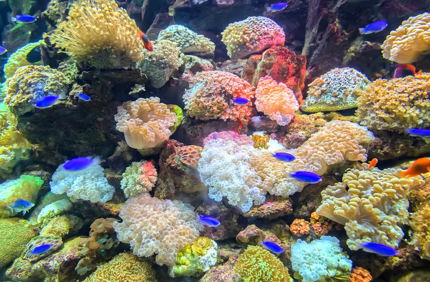 australien-great-barrier-reef-korallen-t-615813162.jpg