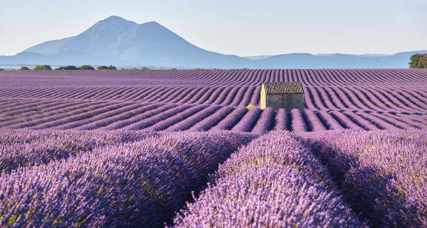 frankreich-provence-lavendelfelder-g-928423462-1.jpg