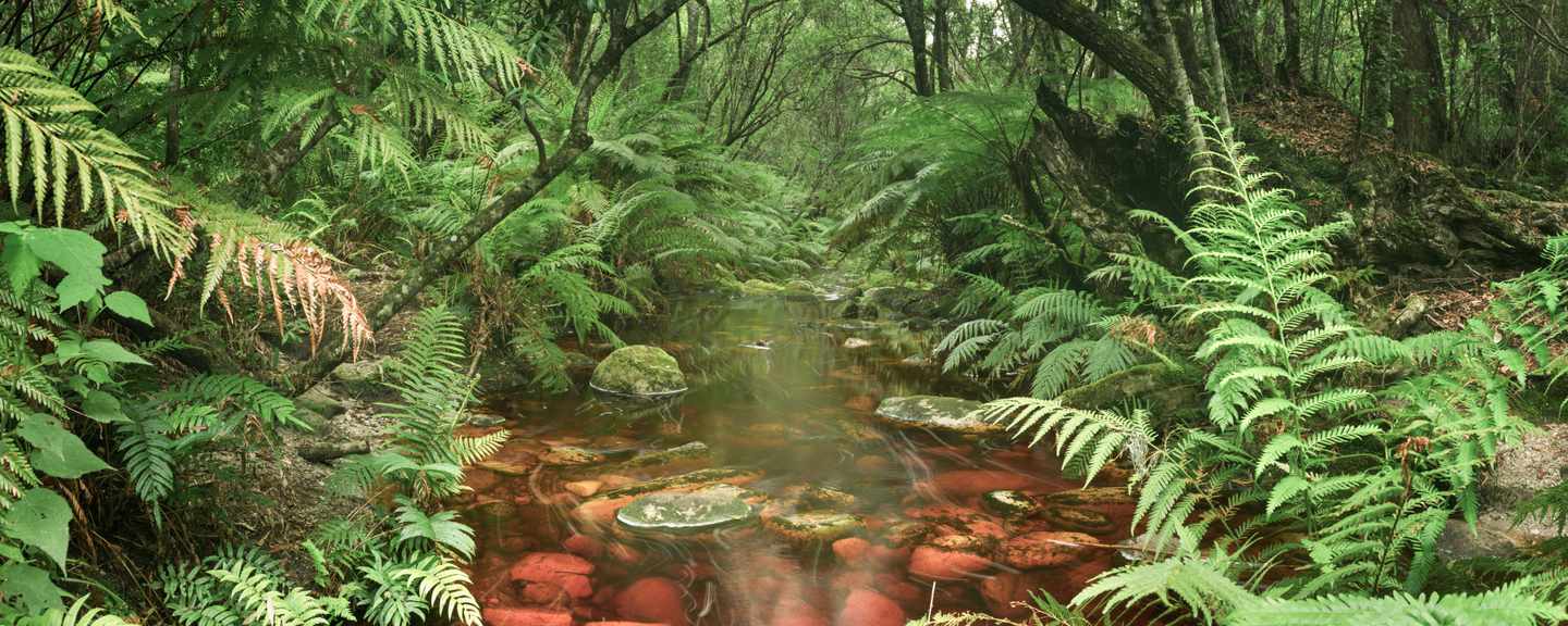 suedafrika-garden-route-regenwald-fluss-g-1202232242.jpg