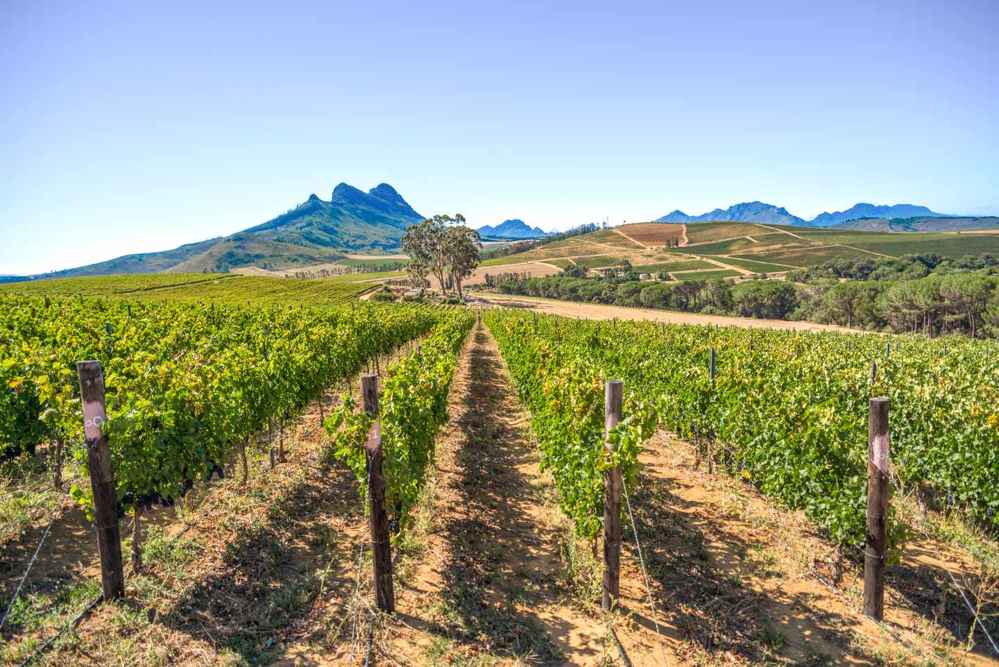 Weinreben in langen Reihen vor den Bergen der Cape Winelands bei Stellenbosch in Südafrika