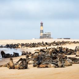 namibia-pelzrobbenkolonie-leuchtturm-walvis-bay-g-2167507848.jpg