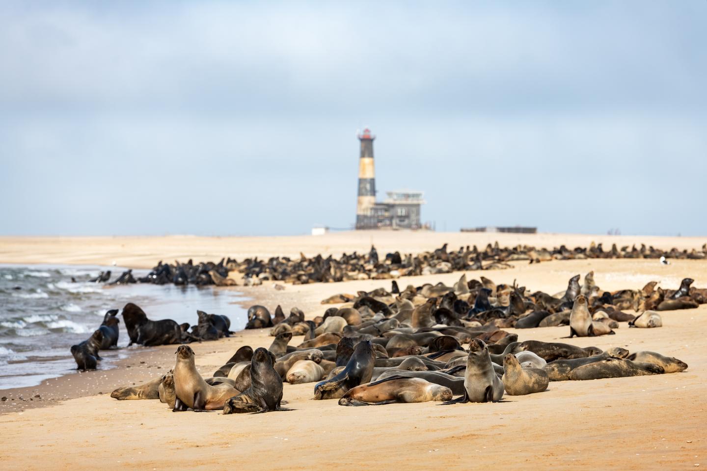 namibia-pelzrobbenkolonie-leuchtturm-walvis-bay-g-2167507848.jpg