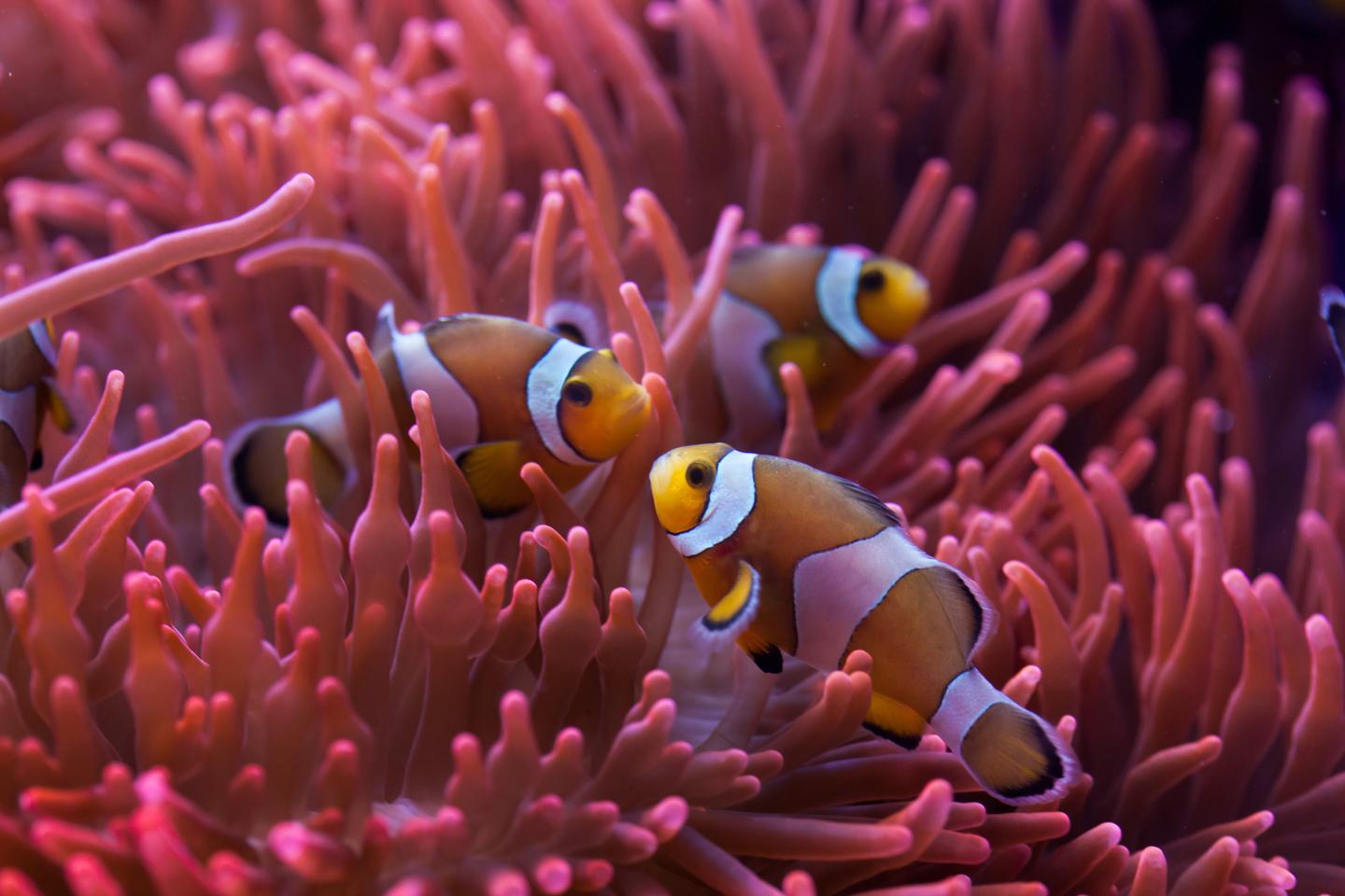 australien-tropical-north-queensland-g-523773434.jpg
