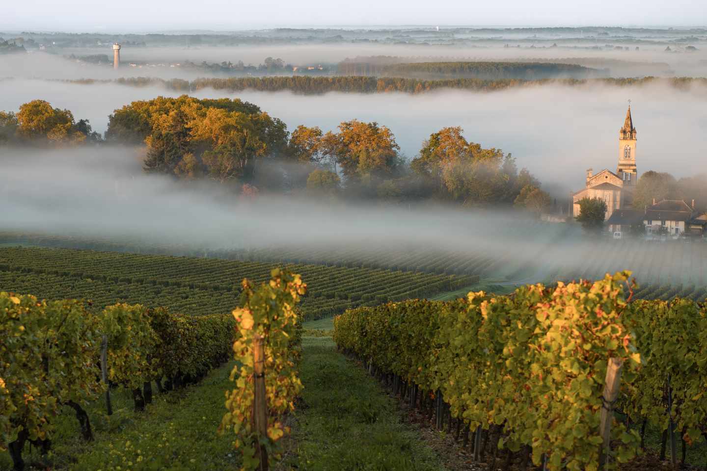 frankreich-bordeaux-sonnenuntergang-landschaft-g-1954518097.jpg