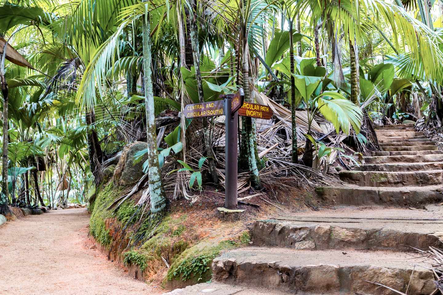 seychellen-praslin-valle-de-mai-nature-reserve-steinstufenweg-durch-alten-regenwald-g-1330205970.jpg