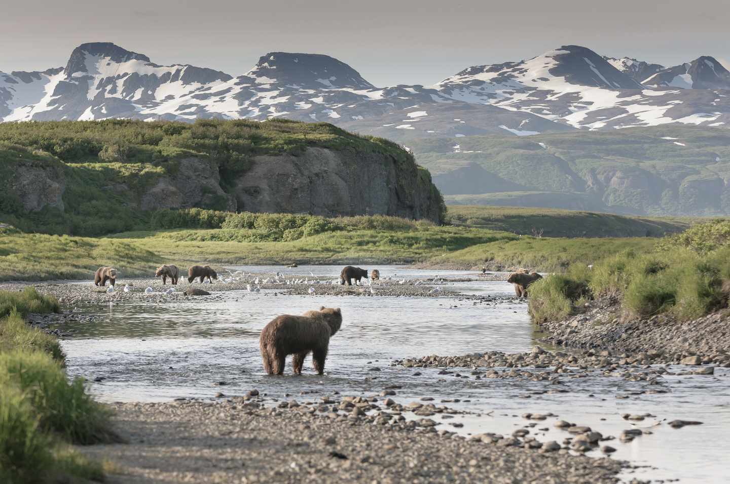usa-alaska-mcneil-river-baeren-lachsfang-g-499171624.jpg
