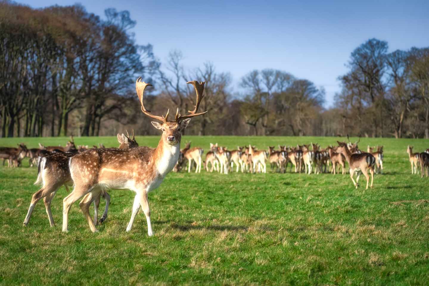 irland-dublin-darmhirsch-im-phoenix-park-g-2168577061.jpg