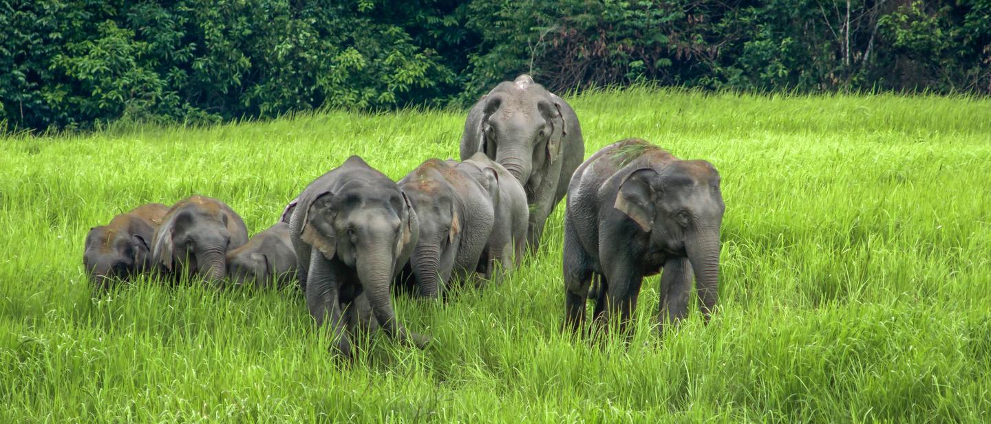 thailand-elefanten-khao-yai-nationalpark-g-180688435.jpeg