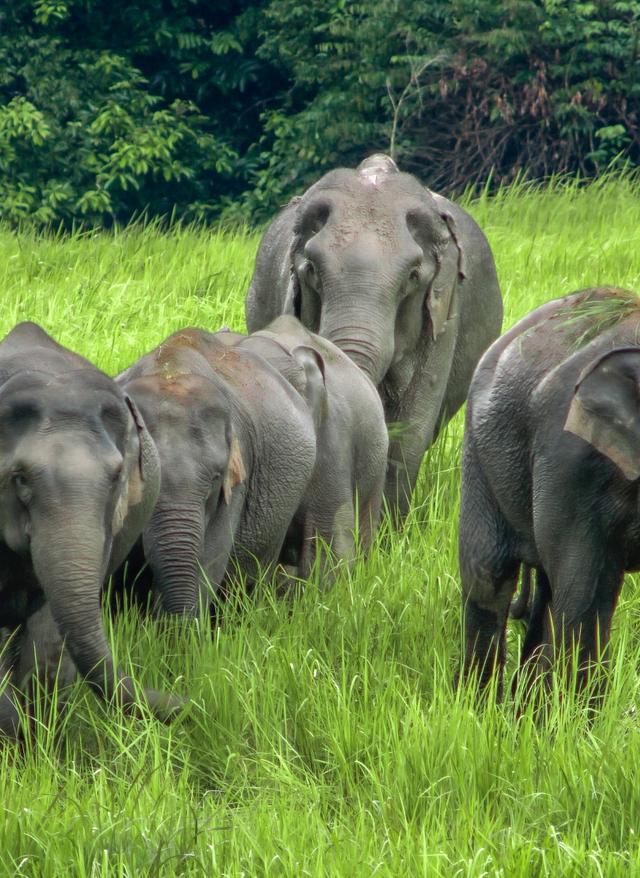 Elephant Nature Park Chiang Mai