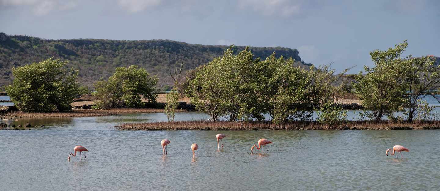 karibik-curacao-willemstad-lagune-salina-sint-marie-flamingos-g-1170869041.jpg