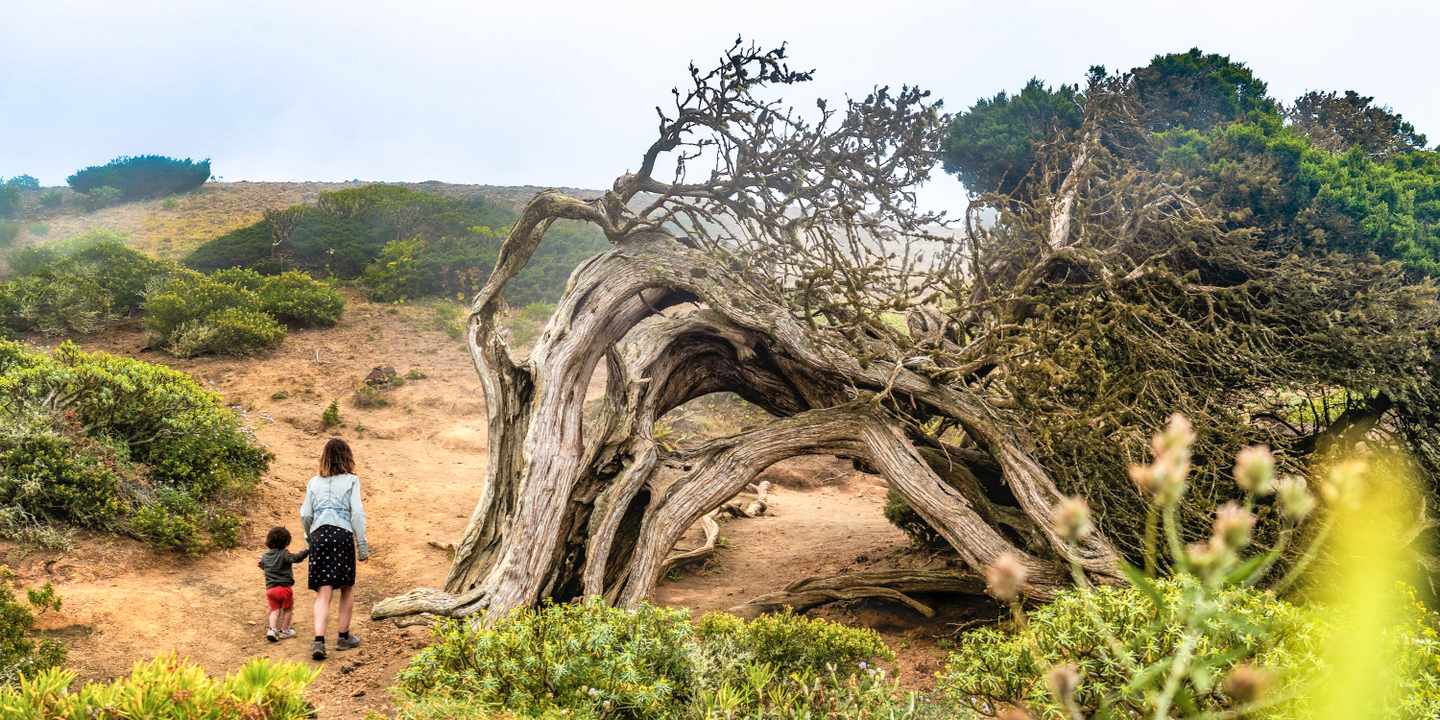 spanien-kanarische-inseln-el-hierro-mutter-und-kind-neben-einem-bizarr-verkruemmten-baum-g-1482911168.jpg