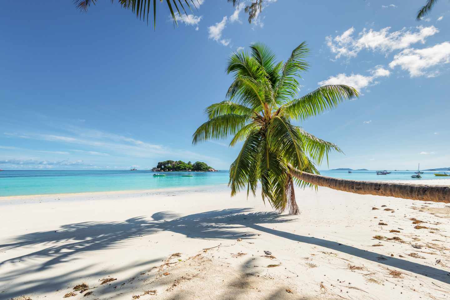 seychellen-kokosnuss-palme-am-strand-g-916464300.jpg