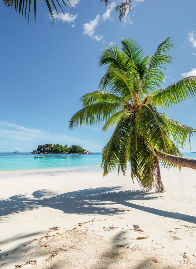 Die beste Reisezeit für den Seychellen-Urlaub Seychellen: Kokosnuss Palme am Strand