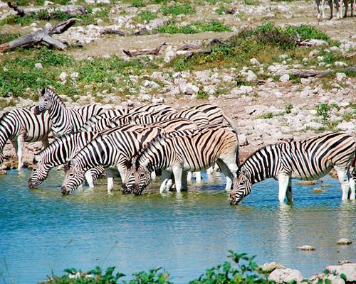 Windhoek bis Etosha: Namibia zwischen Wüste und Wildnis