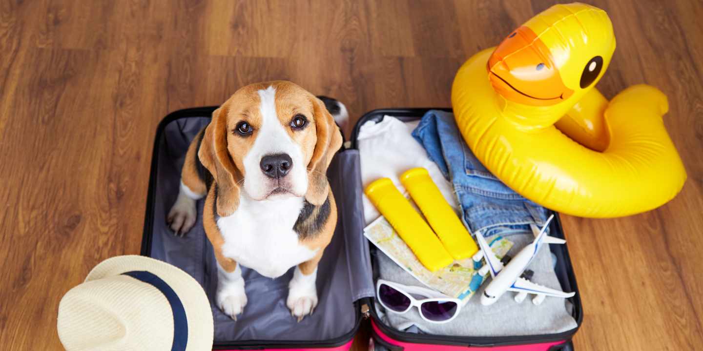 urlaub-mit-hund-beagle-sitzt-auf-koffer-g-1464121428.jpg