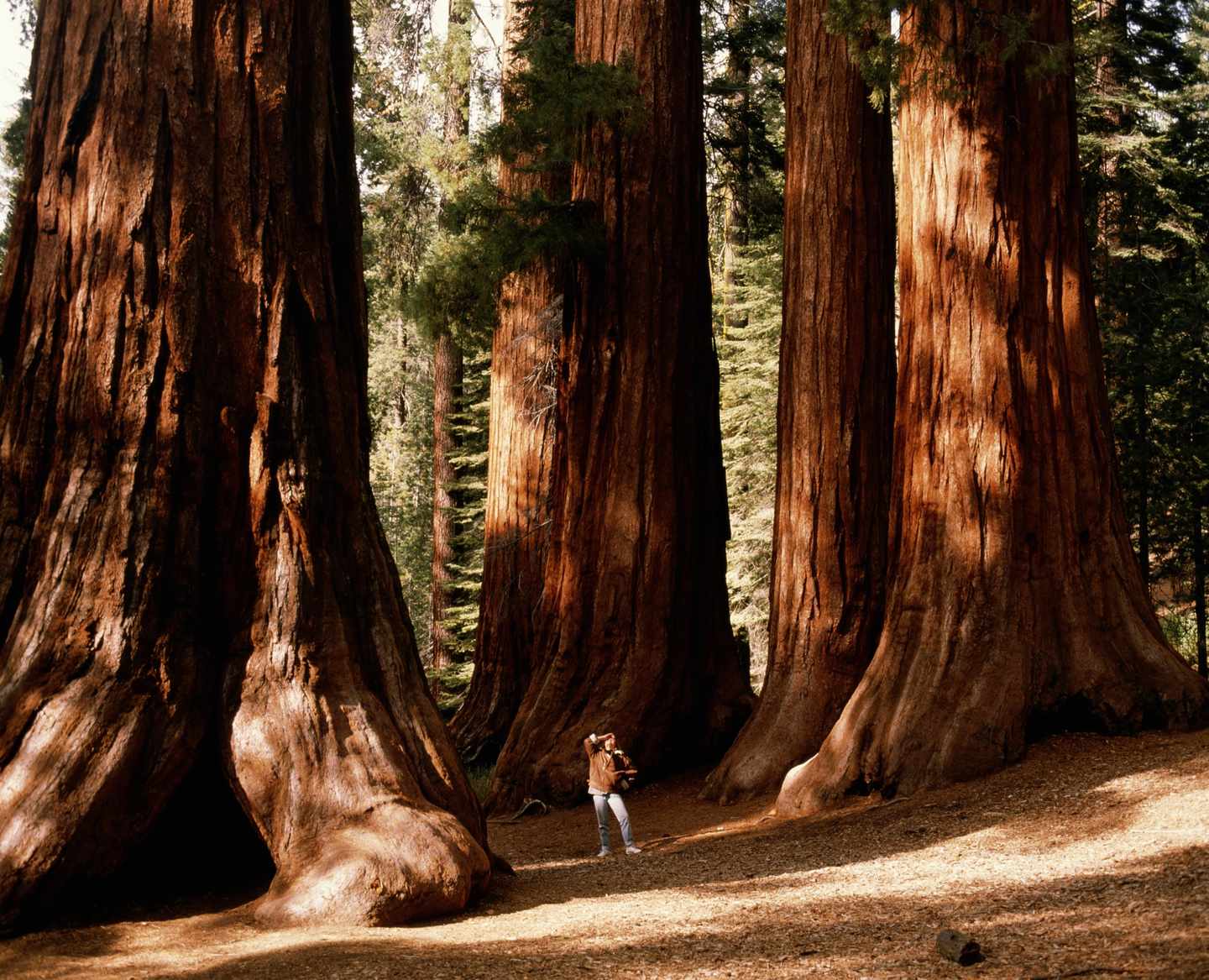 usa-yosemite-nationalpark-mammutbaum-g-AB62897.jpg