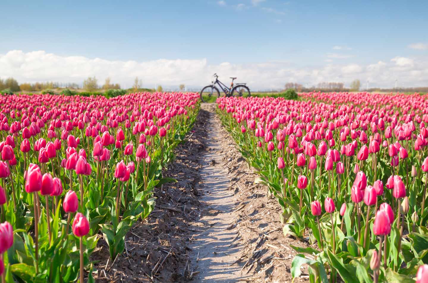 Niederlande-Tulpenfeld-mit-Fahrrad-g-533429764.jpg