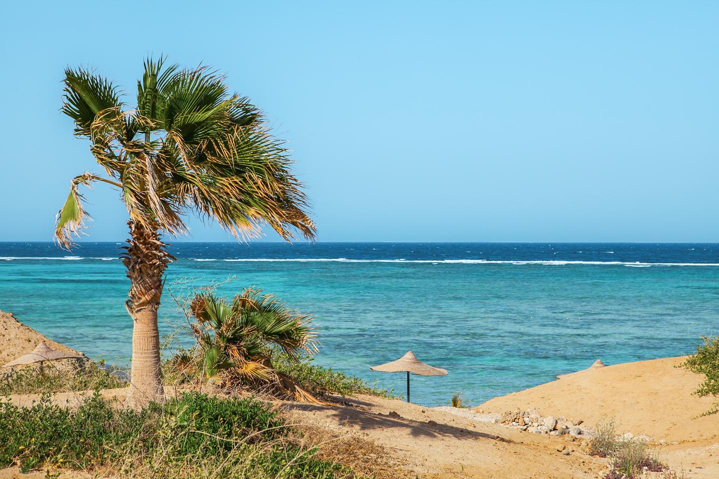 GettyImages-881134282.jpg Palme an der felsigen Küste von Marsa Alam mit türkisfarbenem Roten Meer und hellem Sandufer