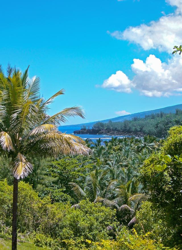 Reisezeit und Klima La Réunion la-reunion-dschungel-palmen-p-T48637.jpg