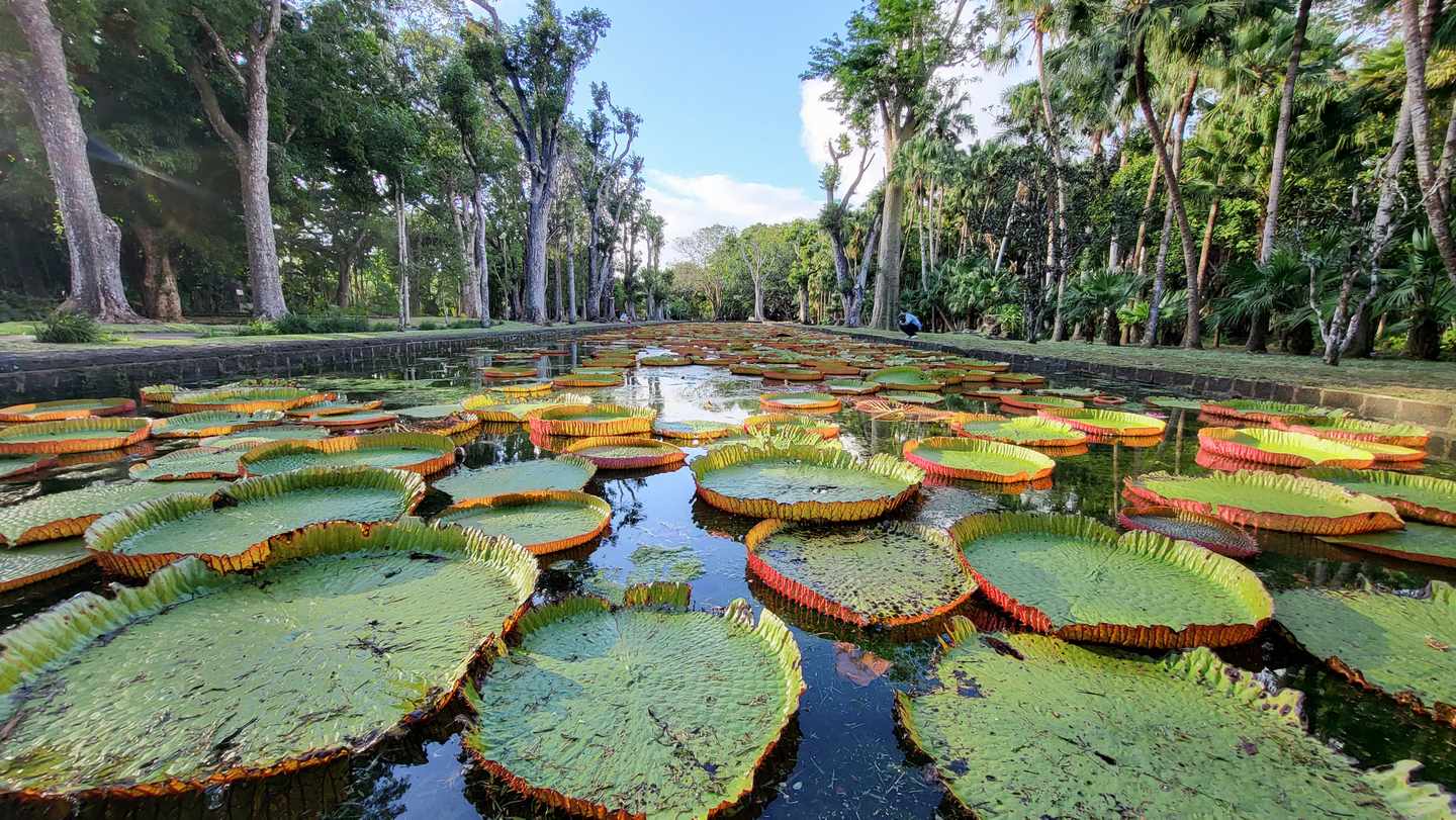 bltbf8098c7b83d558b-Ostafrika-Mauritius-Seerosenteich-Sir-Seewoosagur-Ramgoolam-Botanic-Garden-g-1419786777.jpg Seerosenteich im botanischen Garten