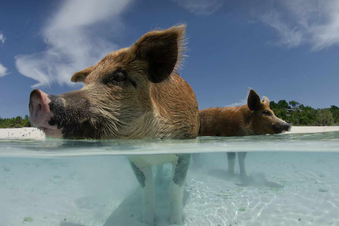 karibik-curacao-strand-schwein-porto-mari-g453198665.jpg
