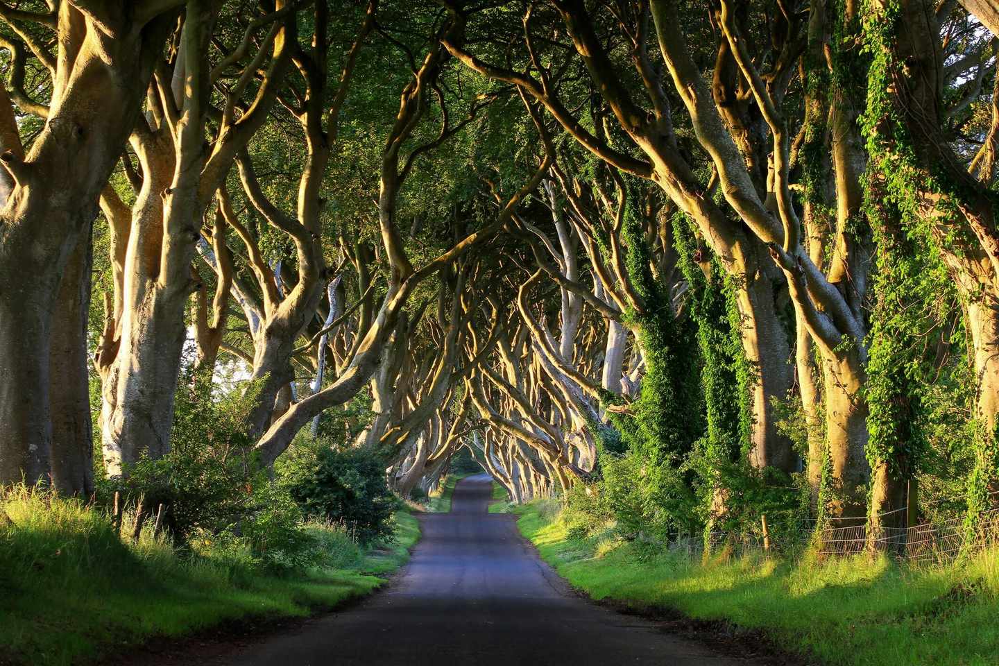 irland-allee-baueme-t-508885327.jpg