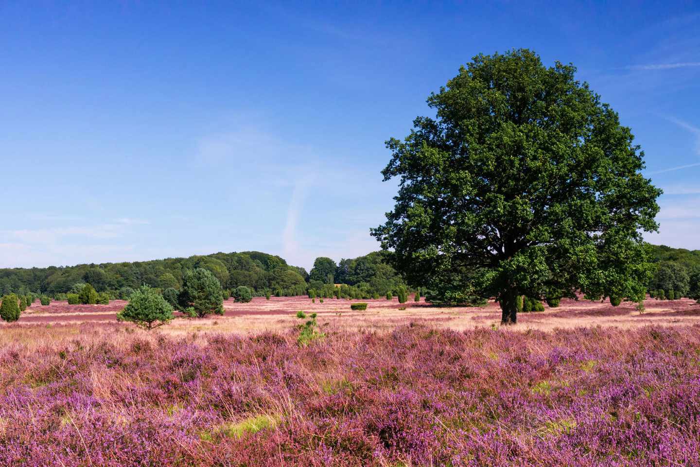 niedersachsen-lueneburger-heide-t-174295493.jpg