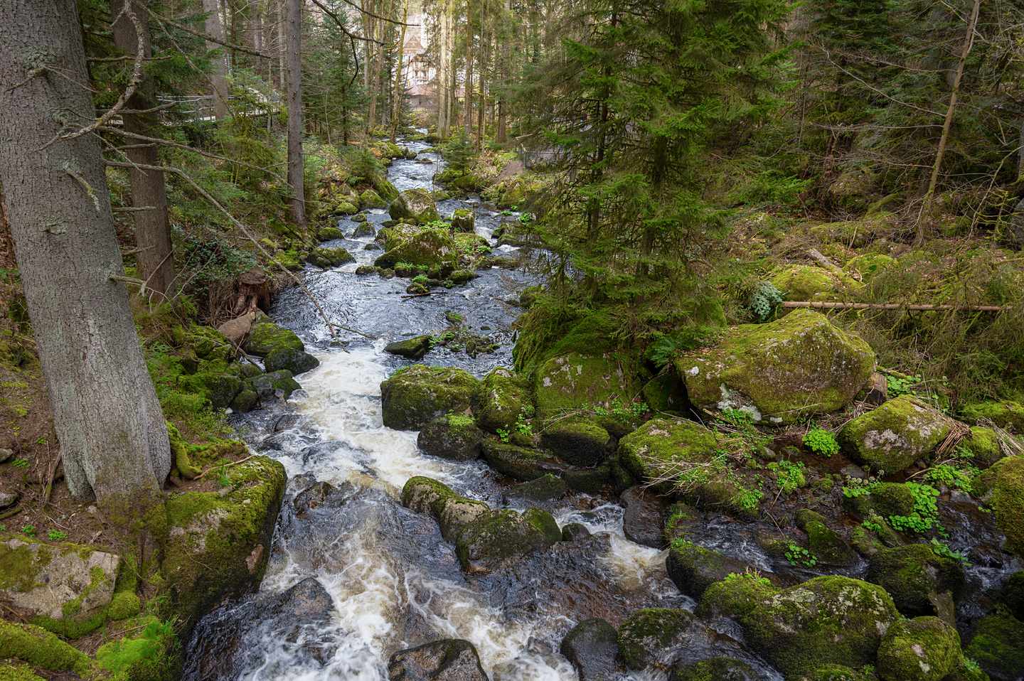 europa-triberg-wasserfälle-wald-wandern-g-2137483028.jpg