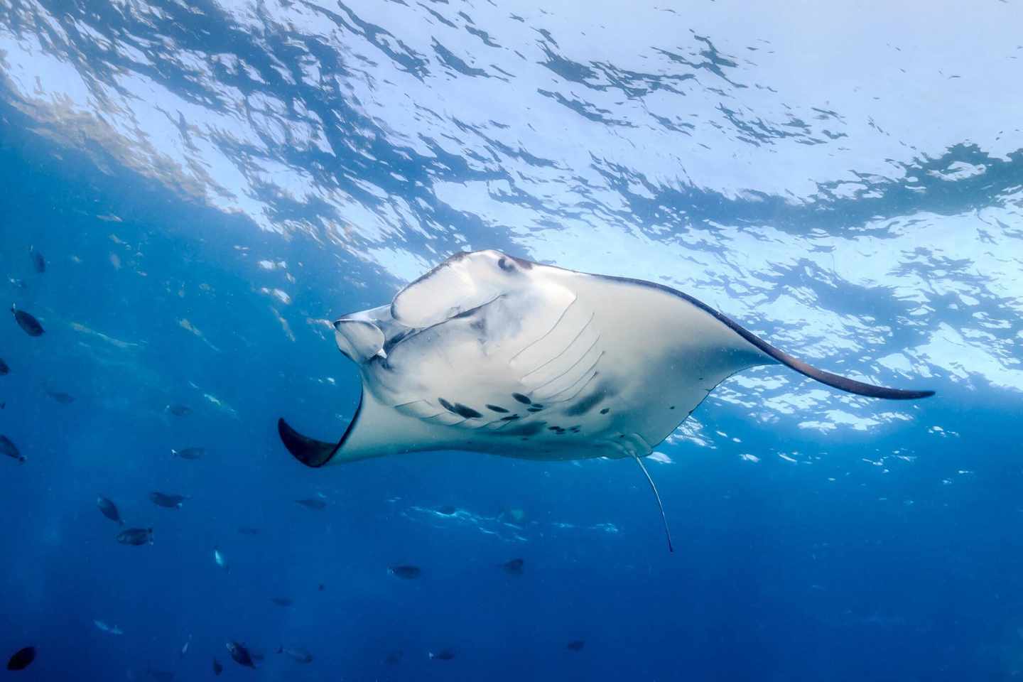 malediven-lankanmantapoint-mantas-g-536891105.jpg