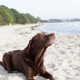 Hotel Ostsee mit Hund