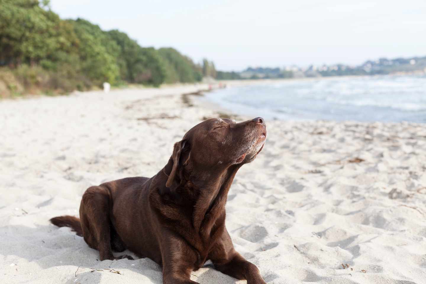 Hotel Ostsee mit Hund: Labrador am Strand
