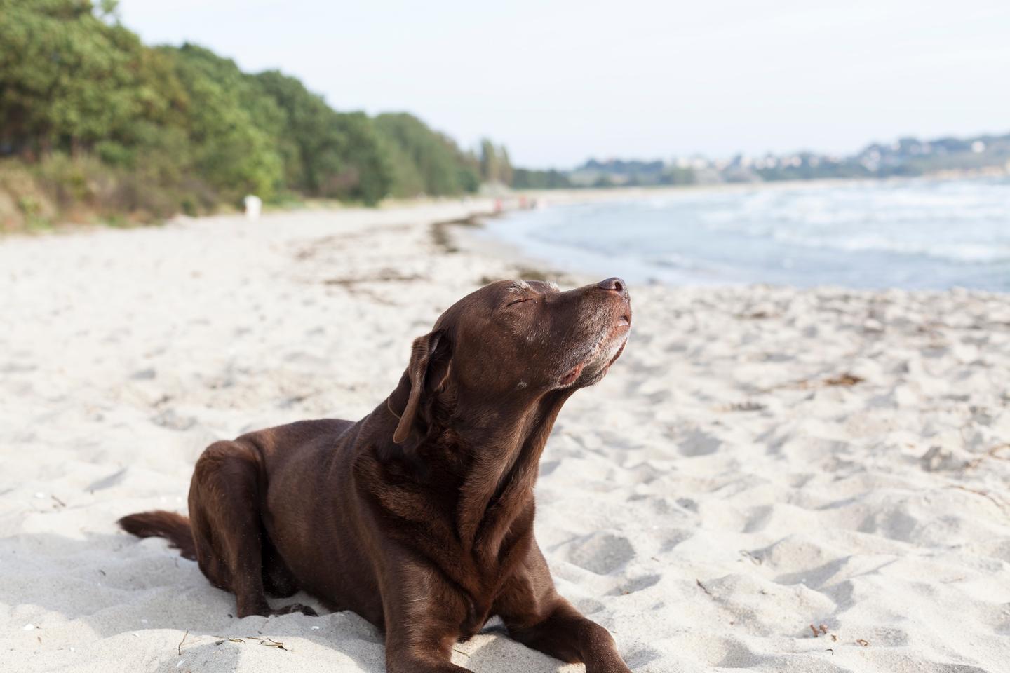 deutschland-ostsee-labrador-strand-g-927833598.jpg