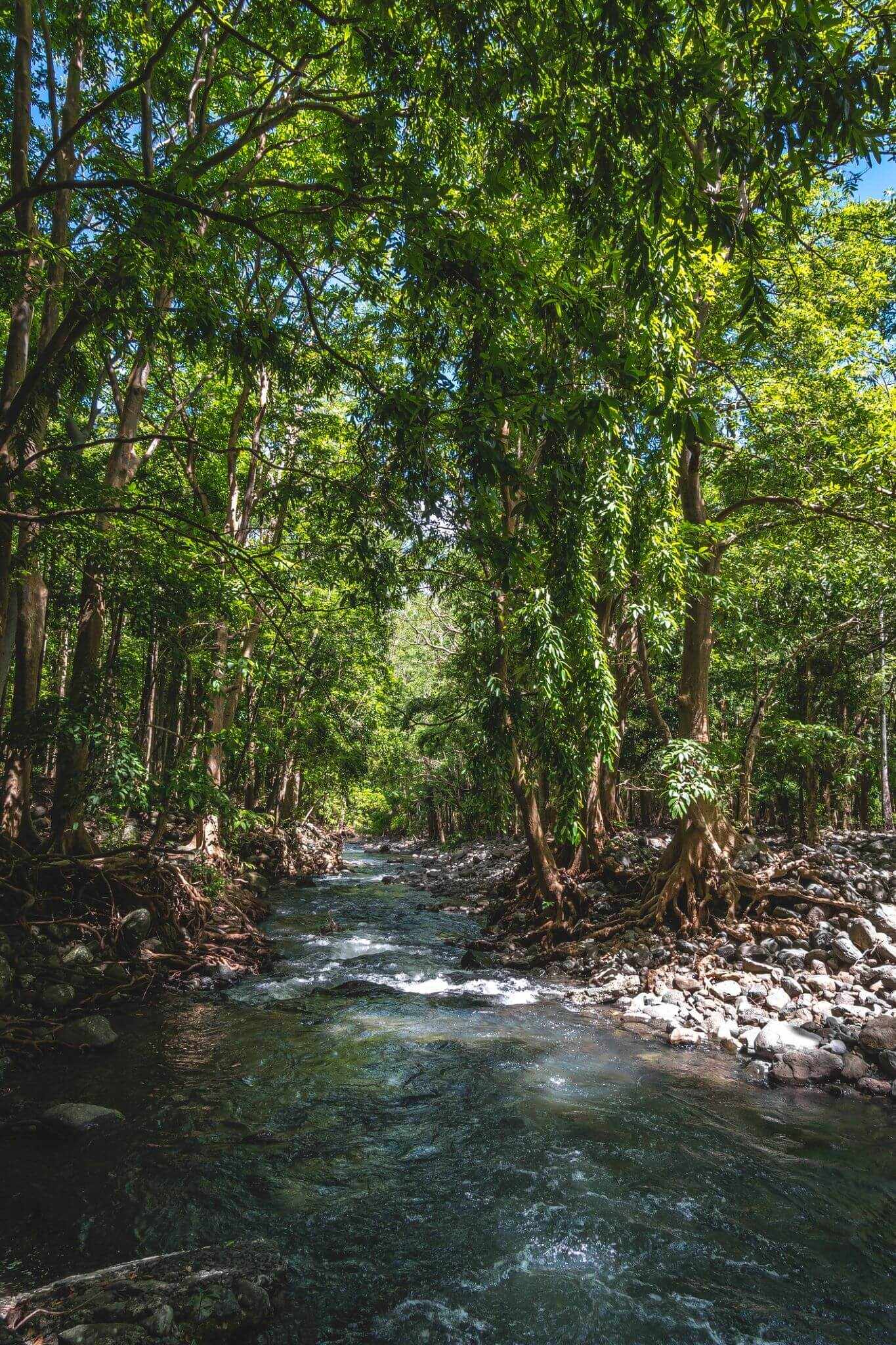 blt8149142bef814256-mauritius-balck-river-nationalpark-wald-g-964289314.jpg Wald im Black River Gorges Nationalpark