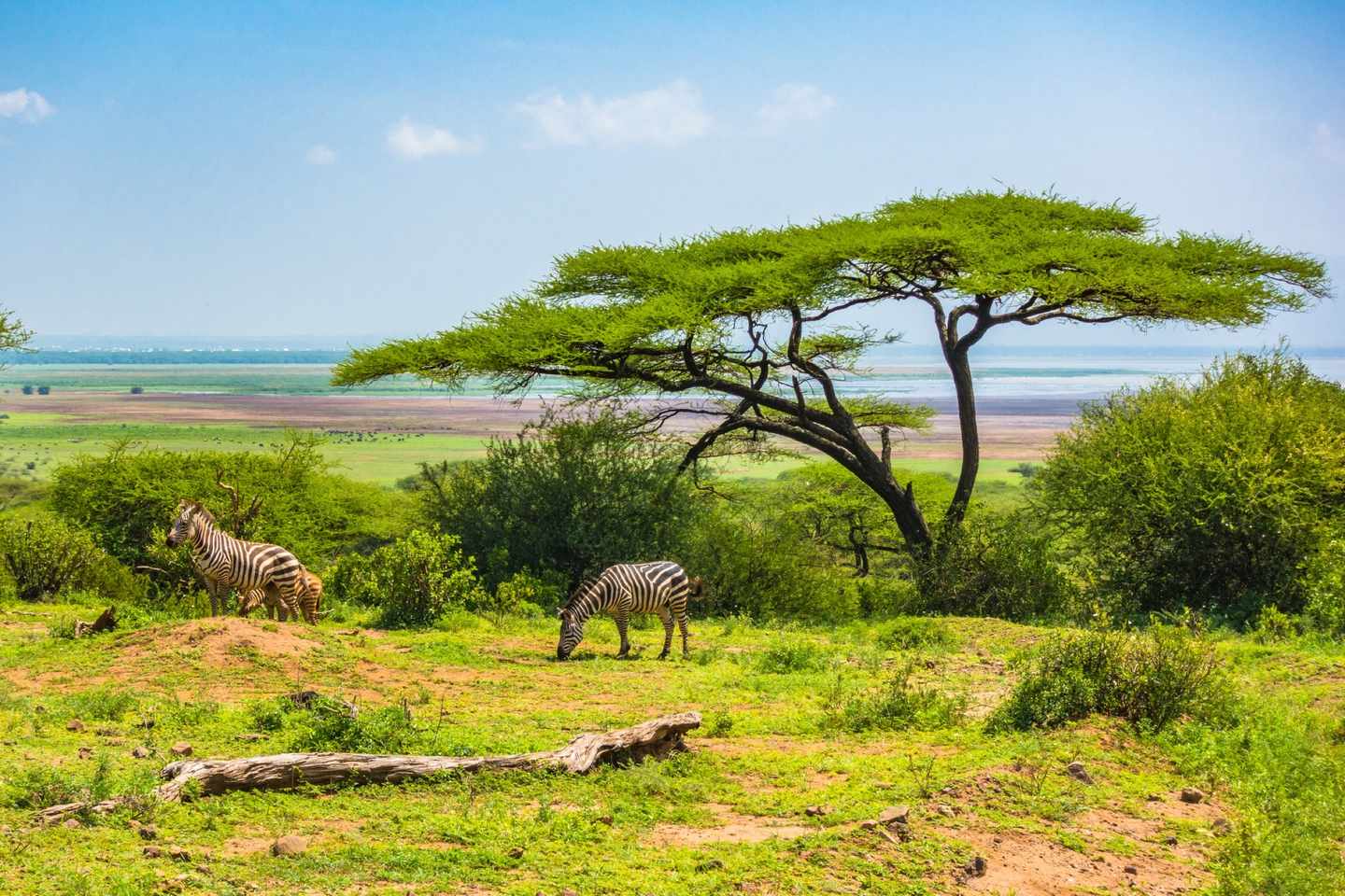 tansania-ngorongoro-krater-t-927408174.jpg