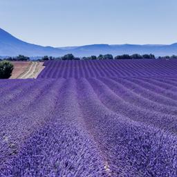 frankreich-provence-lavendelbluete-g-1353034901.jpg