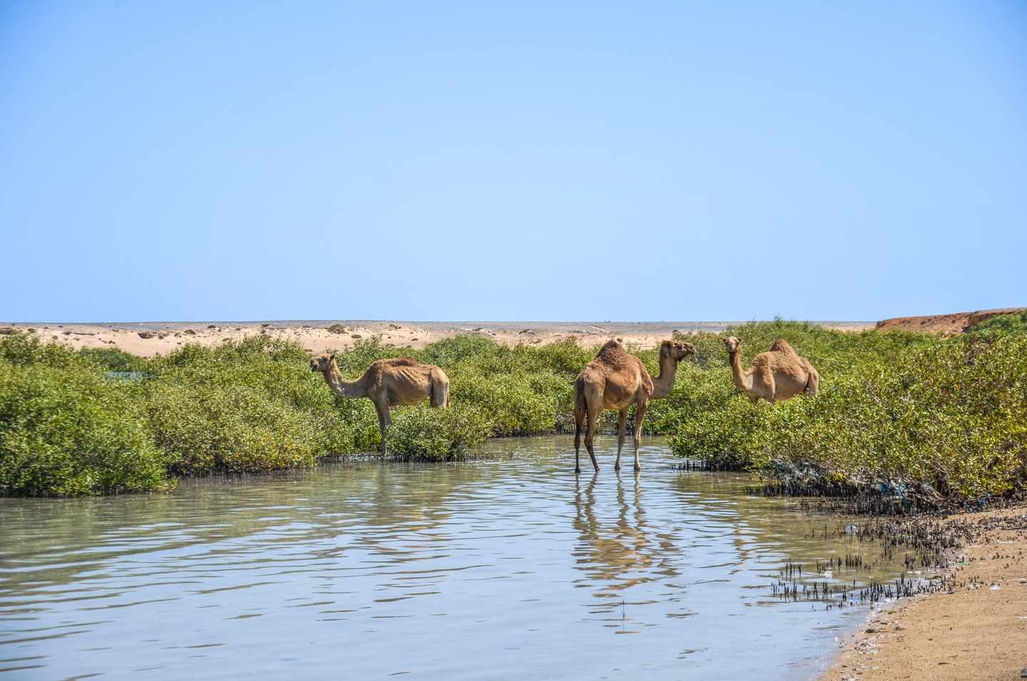 Mehrere Kamele stehen am Ufer einer Lagune im Wadi-el-Gemal-Nationalpark bei Marsa Alam in Ägypten
