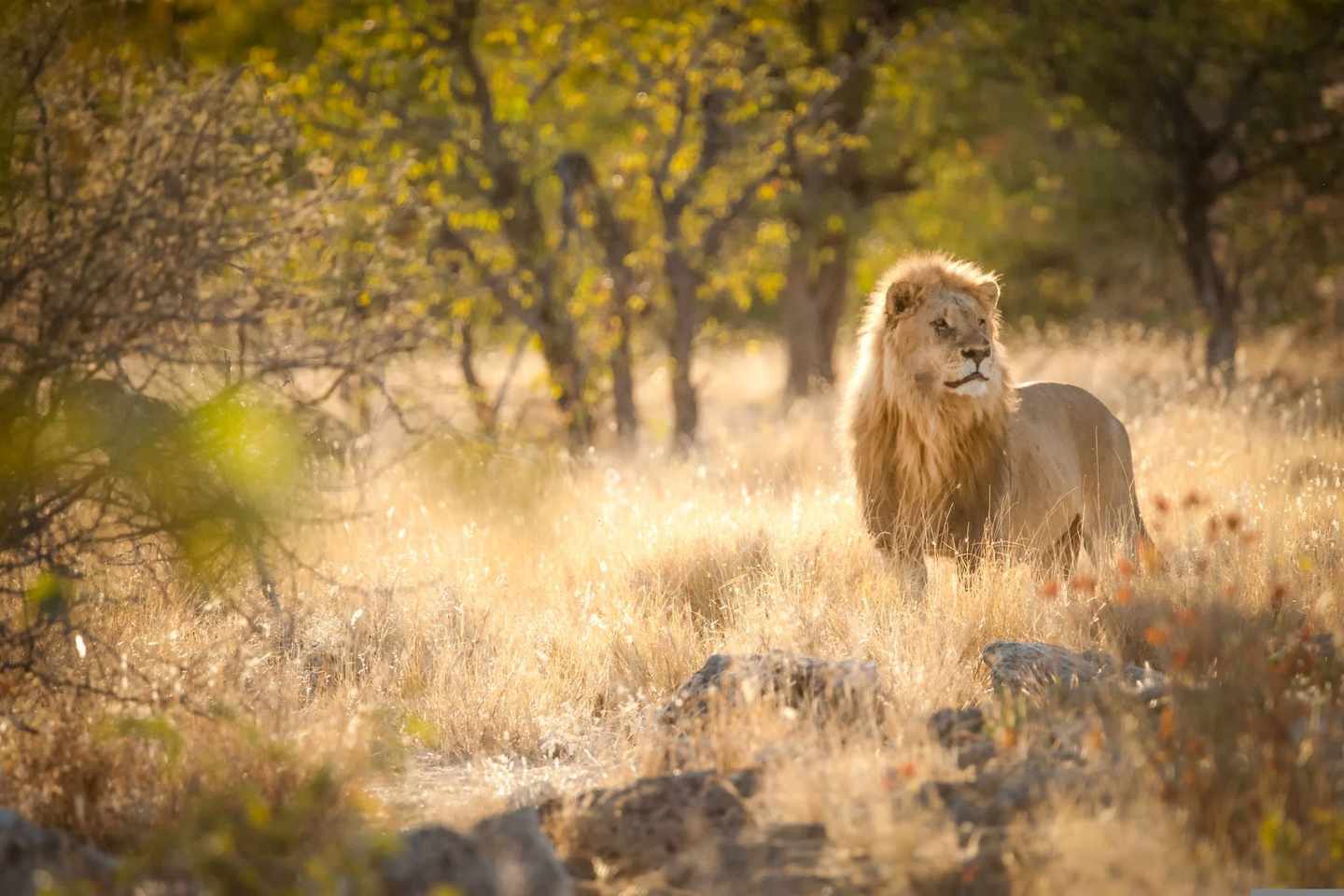 Namibia-Löwe-Dertour-g-694469834.jpg