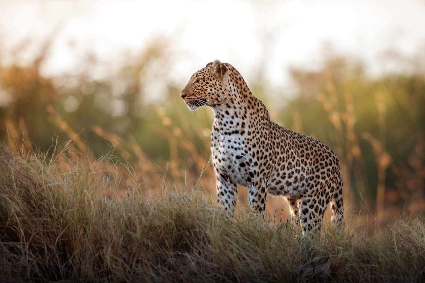 afrika-leopard-big-five-g-1070008700.jpg