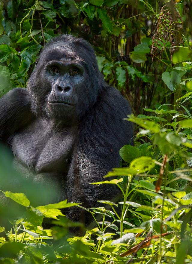 Jetzt entdecken Uganda, Berggorilla