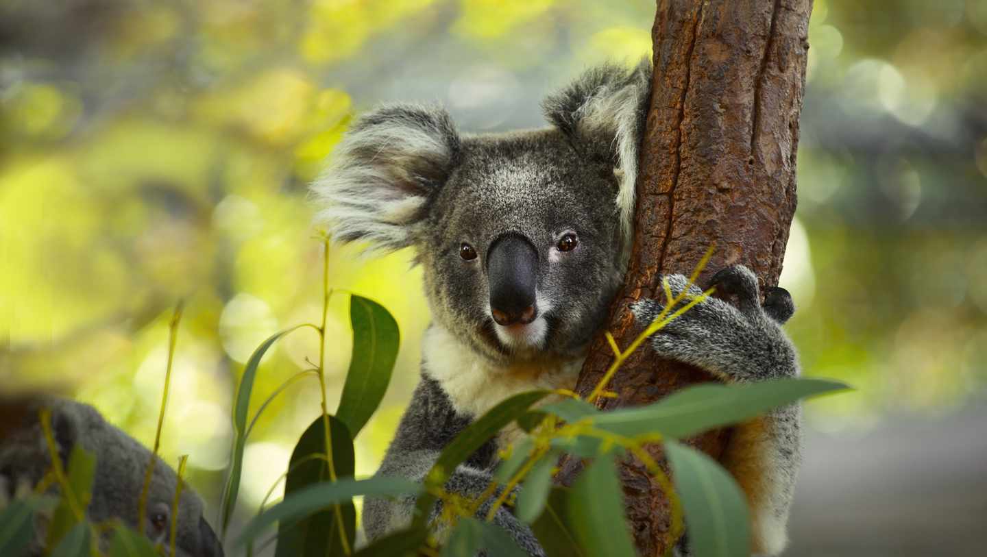 australien-koala-g-529085081.jpg