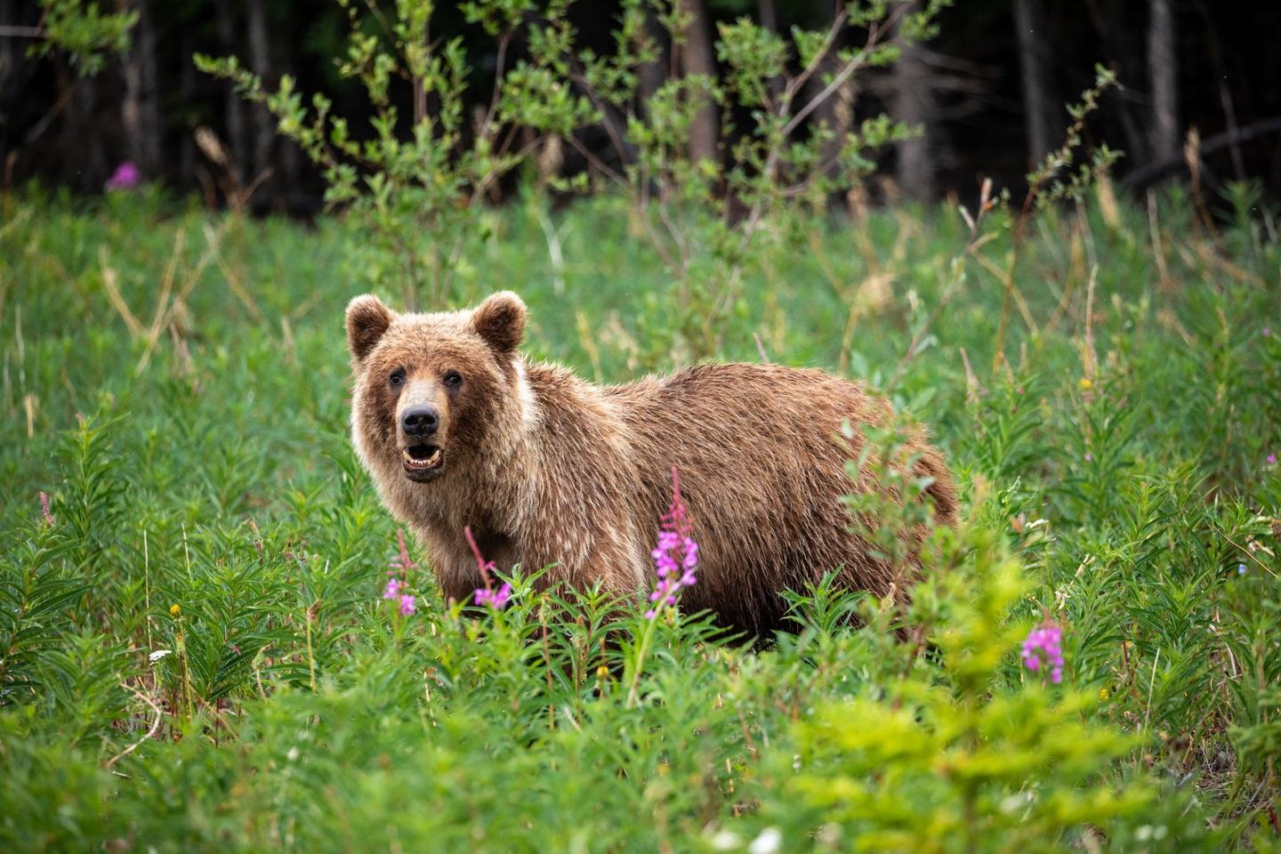 kanada-yukon-grizzly-g-1160654160.jpg