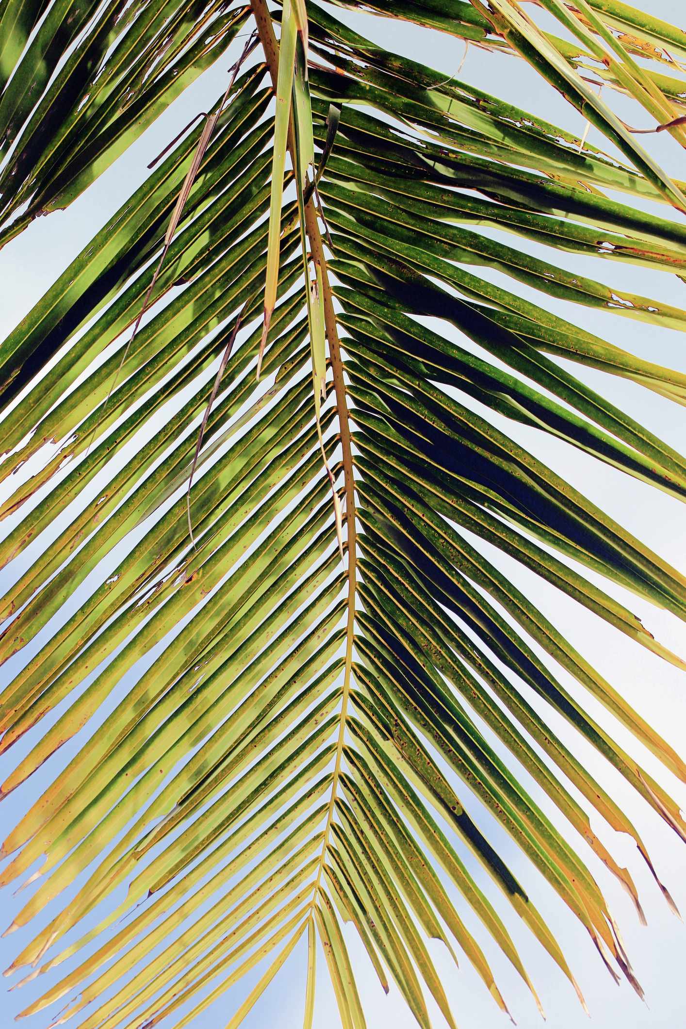 bltd3156cb670f2df2d-guadeloupe-palmenblatt-g-1459392668.jpg Palmenblatt Detail