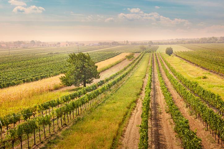 oesterreich-burgenland-weinberge-g-177537164.jpg