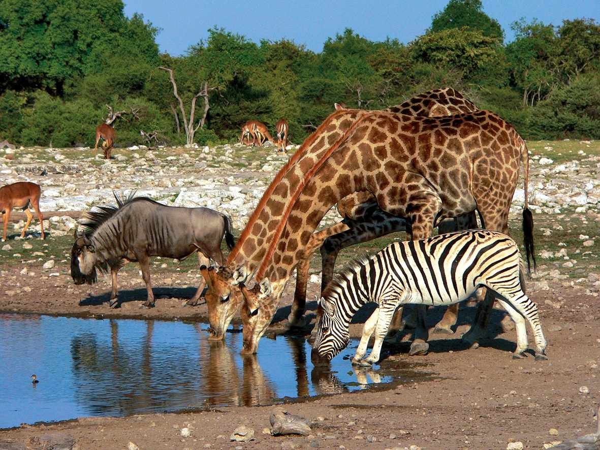 namibia-etosha-nationalpark-p-z46253.jpg