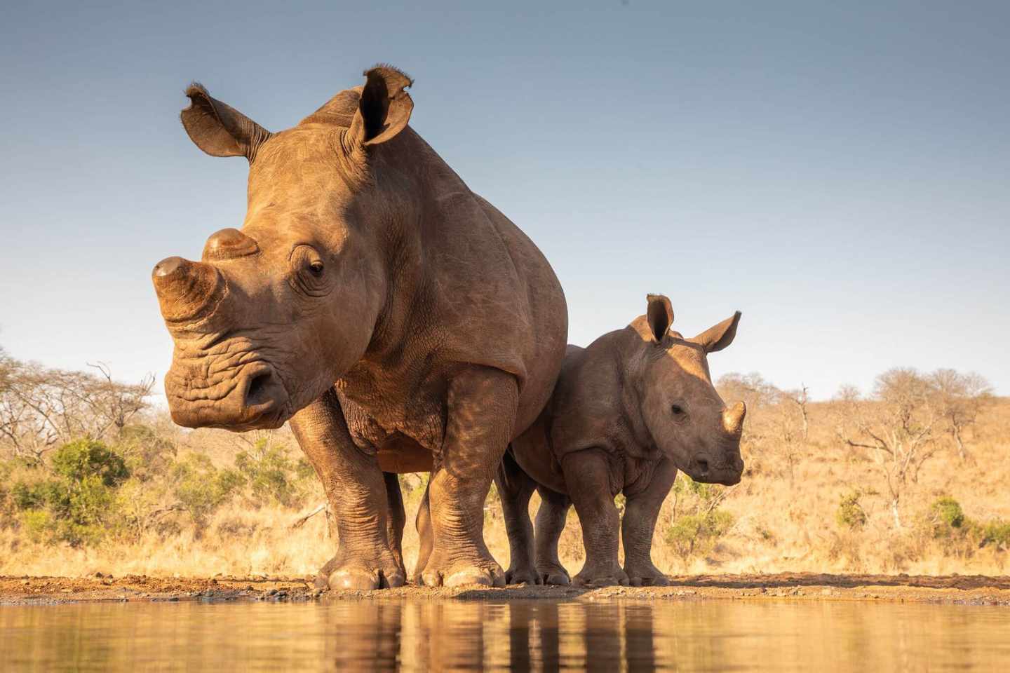 blt89aa6bcb73c7d7d1-suedafrika-nashorn-g-1185317987.jpg Nashorn