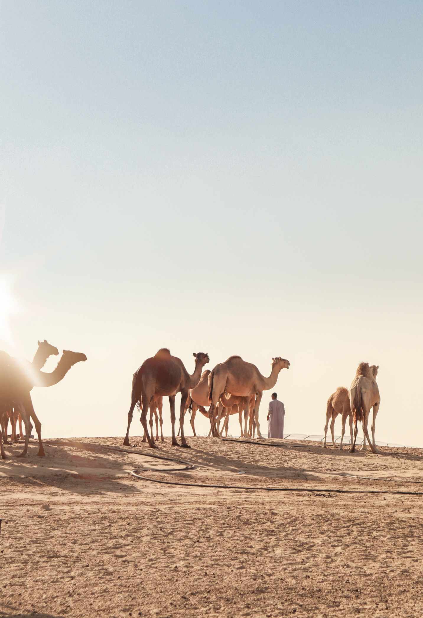 Kamelherde in der Wüste von Ras Al Khaimah